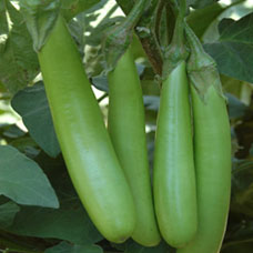 Green Long Brinjal